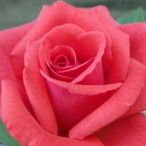 Онлайн магазин за рози - Грандифлора–рози от флорибунда - червен - Pоза Розалин Картър - интензивен аромат - Де Руитер Иновейшън БВ. - Невероятният му цвят,дава фон за червени или жълти цветя.